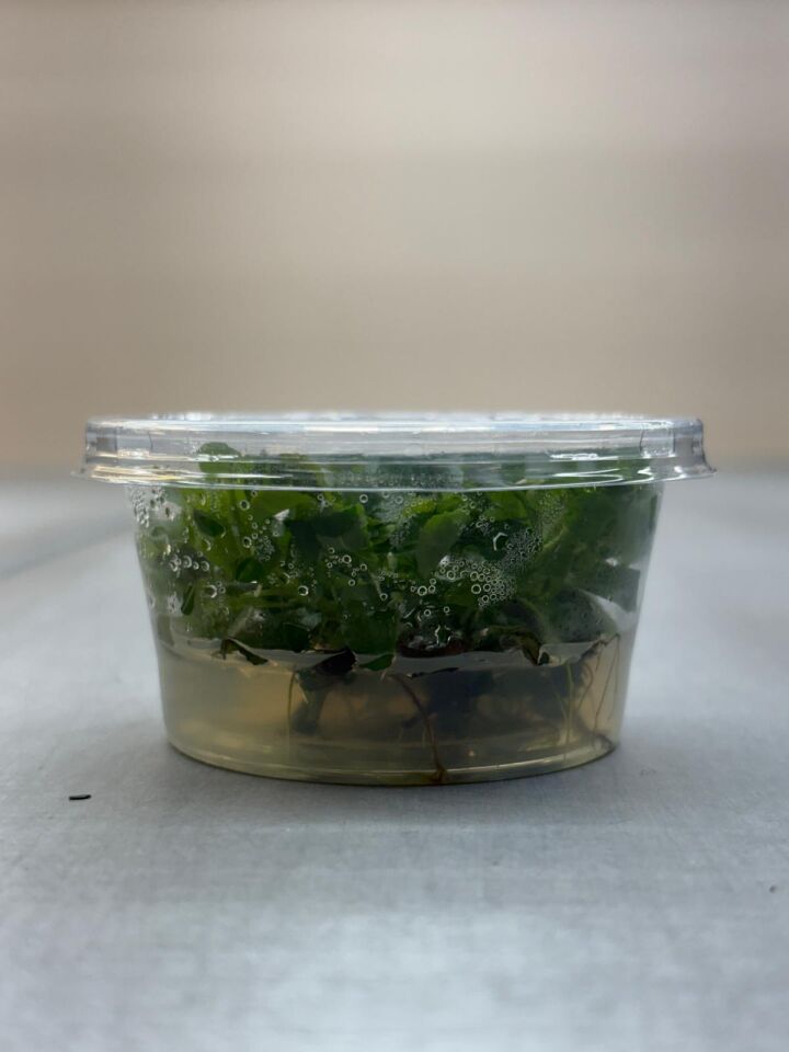 Ludwigia sphaerocarpa IN VITRO