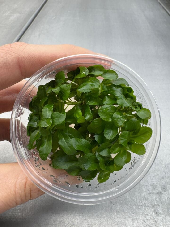 Ludwigia sphaerocarpa IN VITRO