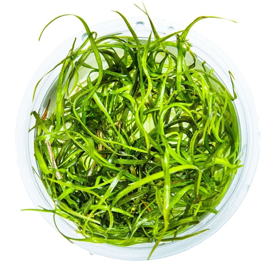 Sagittaria subulata Needle Leaf IN VITRO CUP