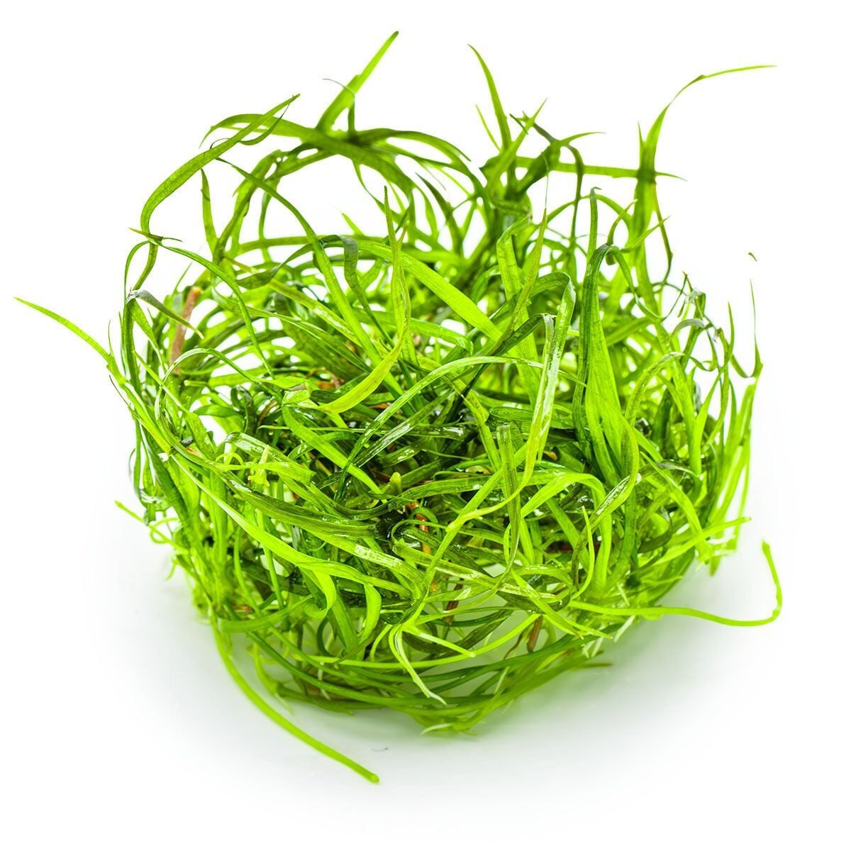 Sagittaria subulata Needle Leaf IN VITRO CUP