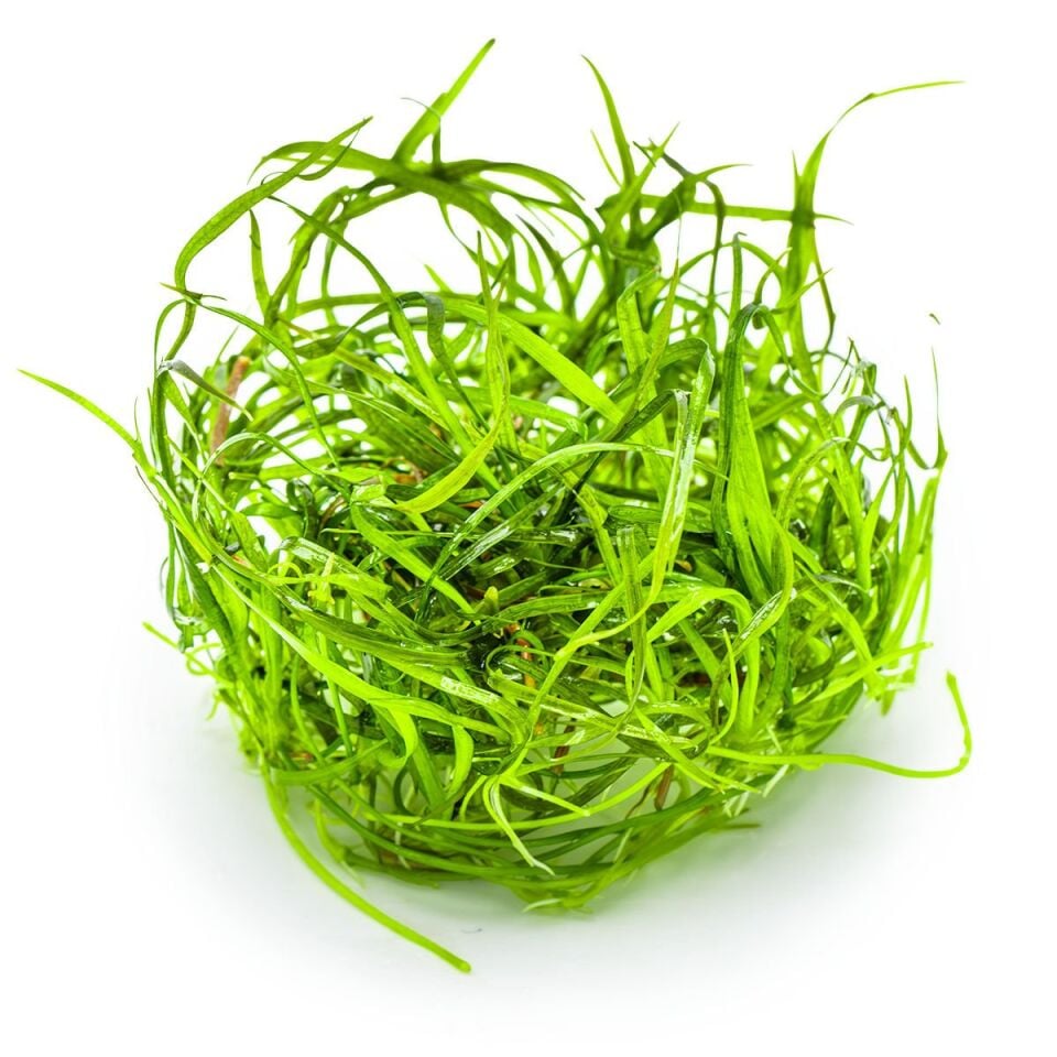 Sagittaria subulata Needle Leaf IN VITRO CUP