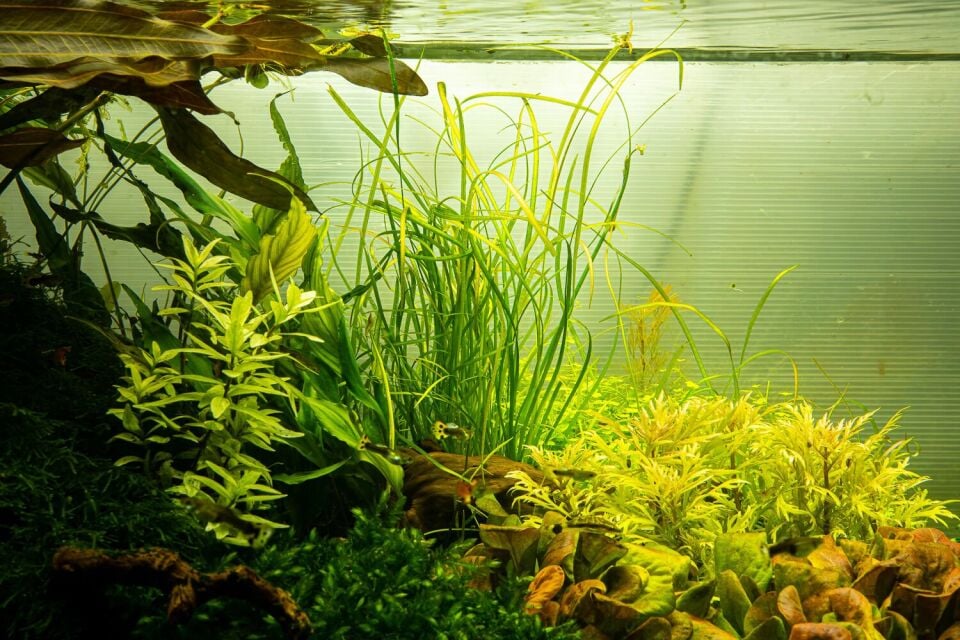 Sagittaria subulata Needle Leaf IN VITRO CUP