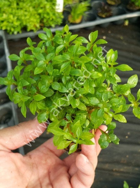 Ludwigia green ADET