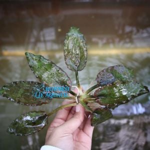 Cryptocoryne auriculata ADET - ÖN SİPARİŞ