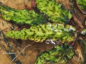 Cryptocoryne auriculata ADET - ÖN SİPARİŞ