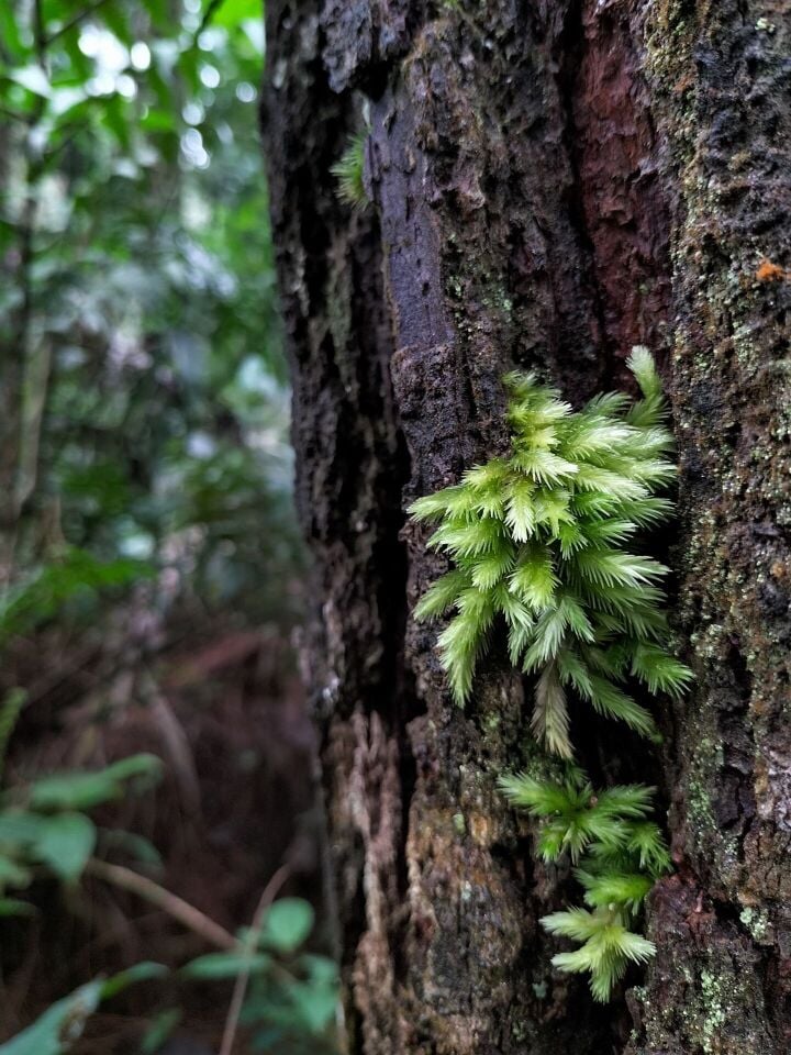 Sphagnum / Pine Moss Kuru 10 gr