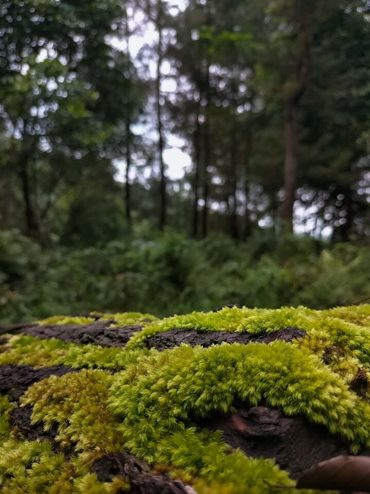 Sphagnum / Pine Moss Kuru 10 gr