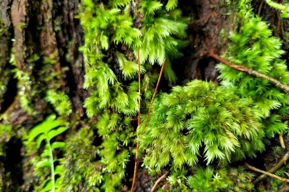 Sphagnum / Pine Moss Kuru 10 gr