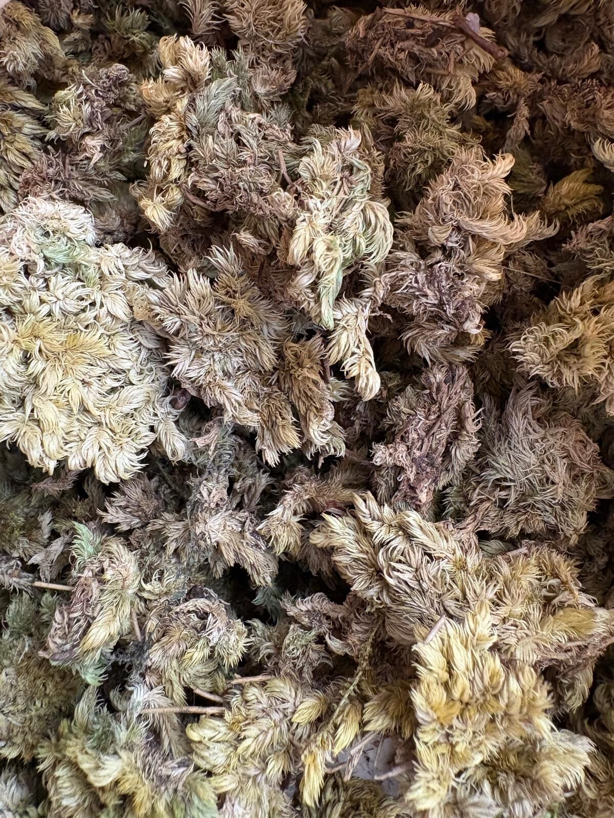 Sphagnum / Pine Moss Kuru 10 gr