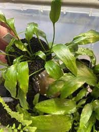 Cryptocoryne erwinii ADET - ÖN SİPARİŞ