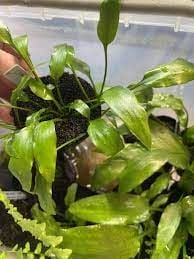 Cryptocoryne erwinii ADET - ÖN SİPARİŞ