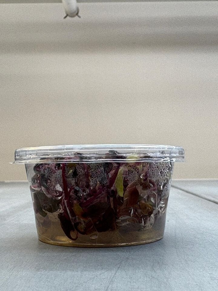 Alternanthera sessilis IN VITRO