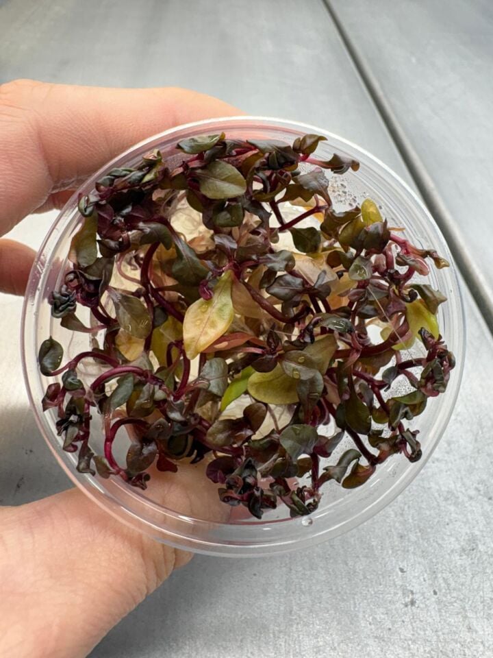 Alternanthera sessilis IN VITRO