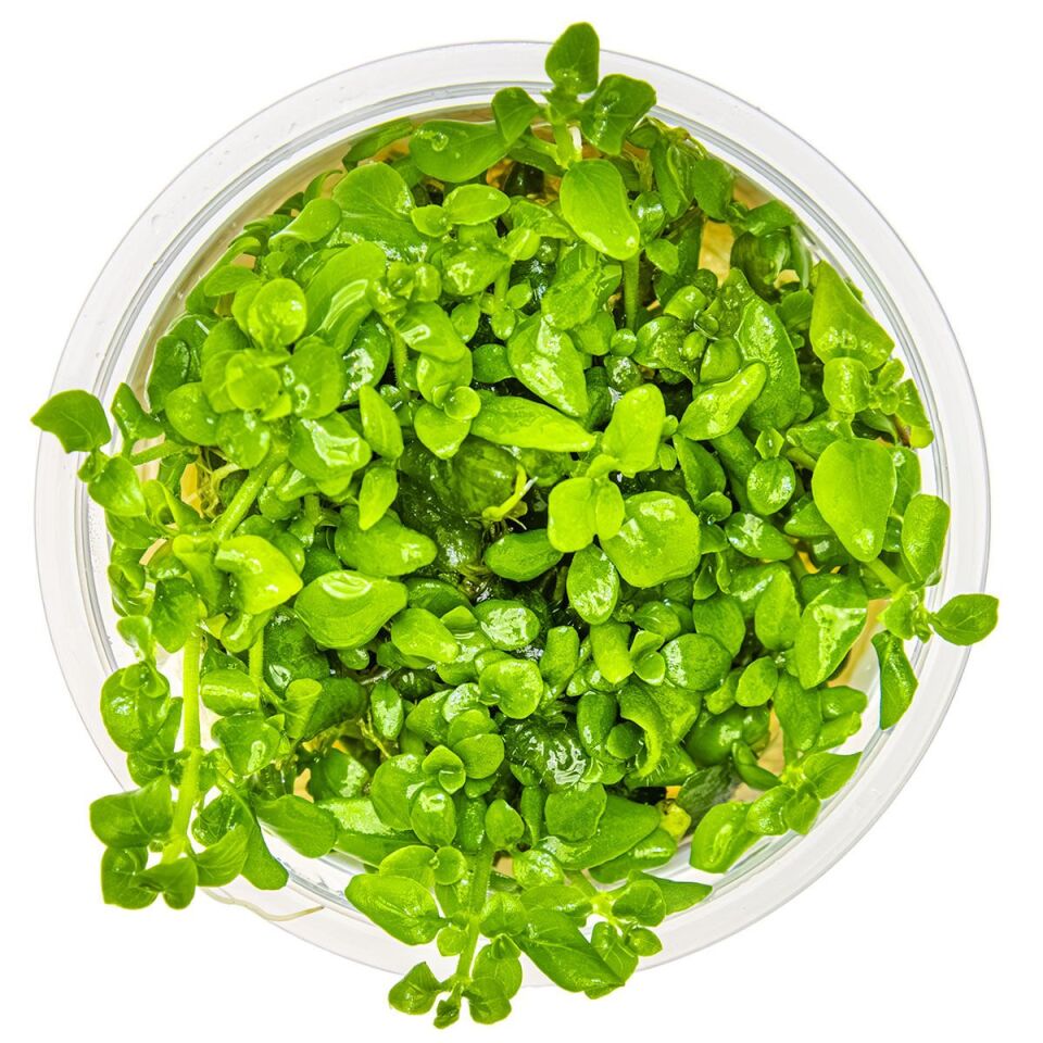 Hygrophila serpyllum IN VITRO