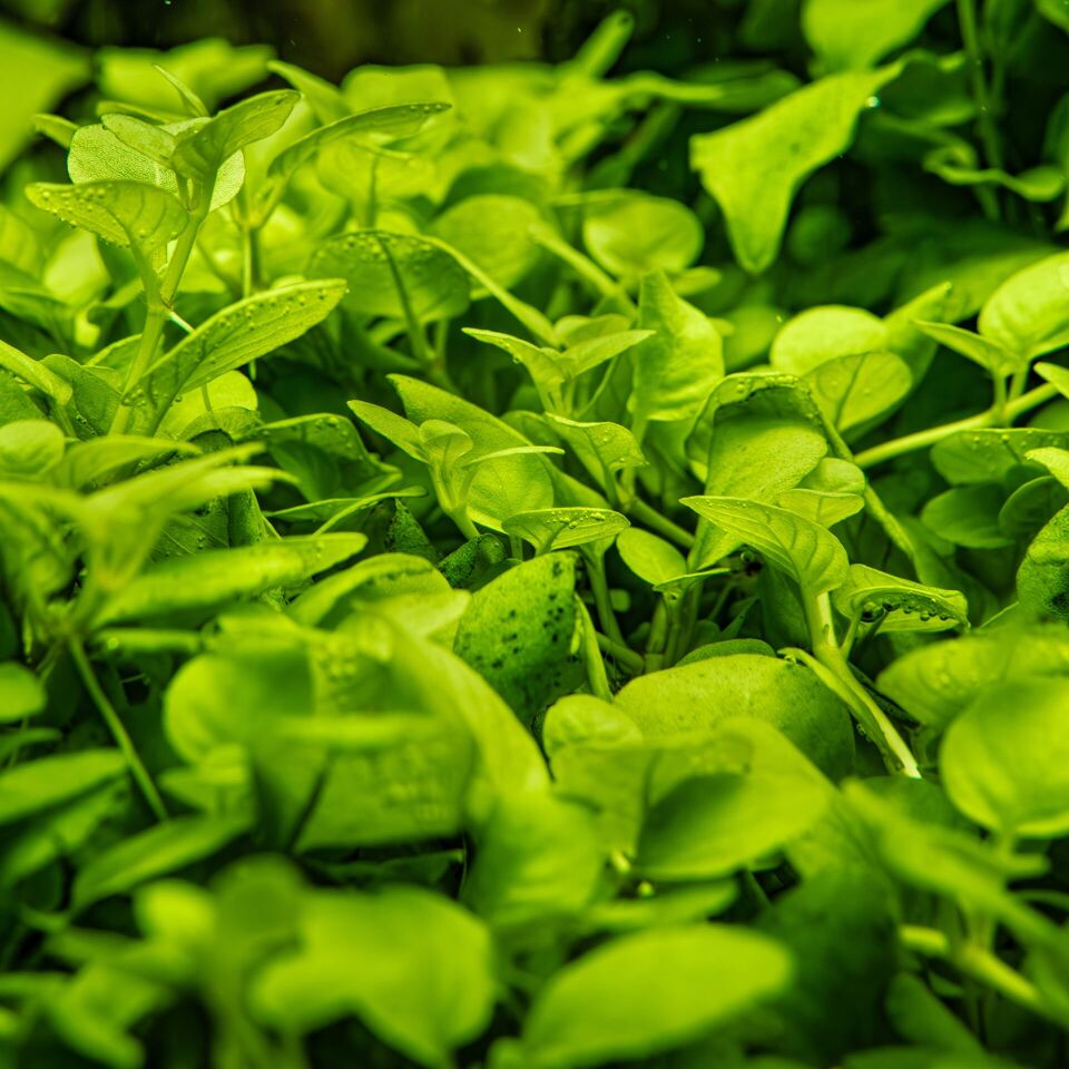 Hygrophila serpyllum IN VITRO