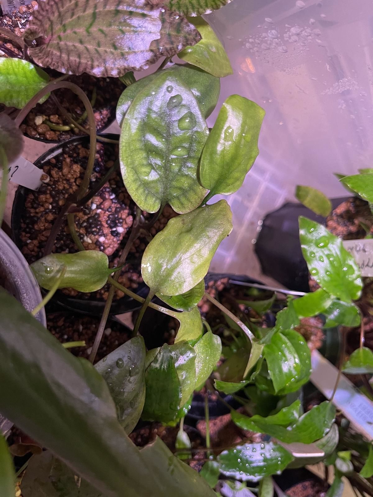 Cryptocoryne grabowski ADET - ÖN SİPARİŞ