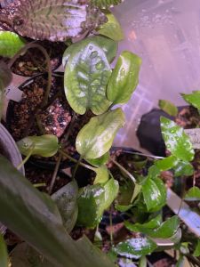 Cryptocoryne grabowski ADET - ÖN SİPARİŞ