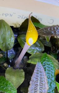 Cryptocoryne grabowski ADET - ÖN SİPARİŞ