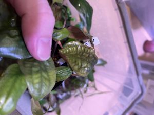Cryptocoryne grabowski ADET - ÖN SİPARİŞ