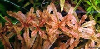 Ludwigia inclinata brown BUKET