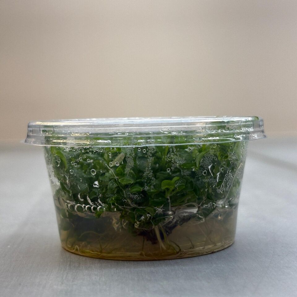 Hygrophila serpyllum IN VITRO