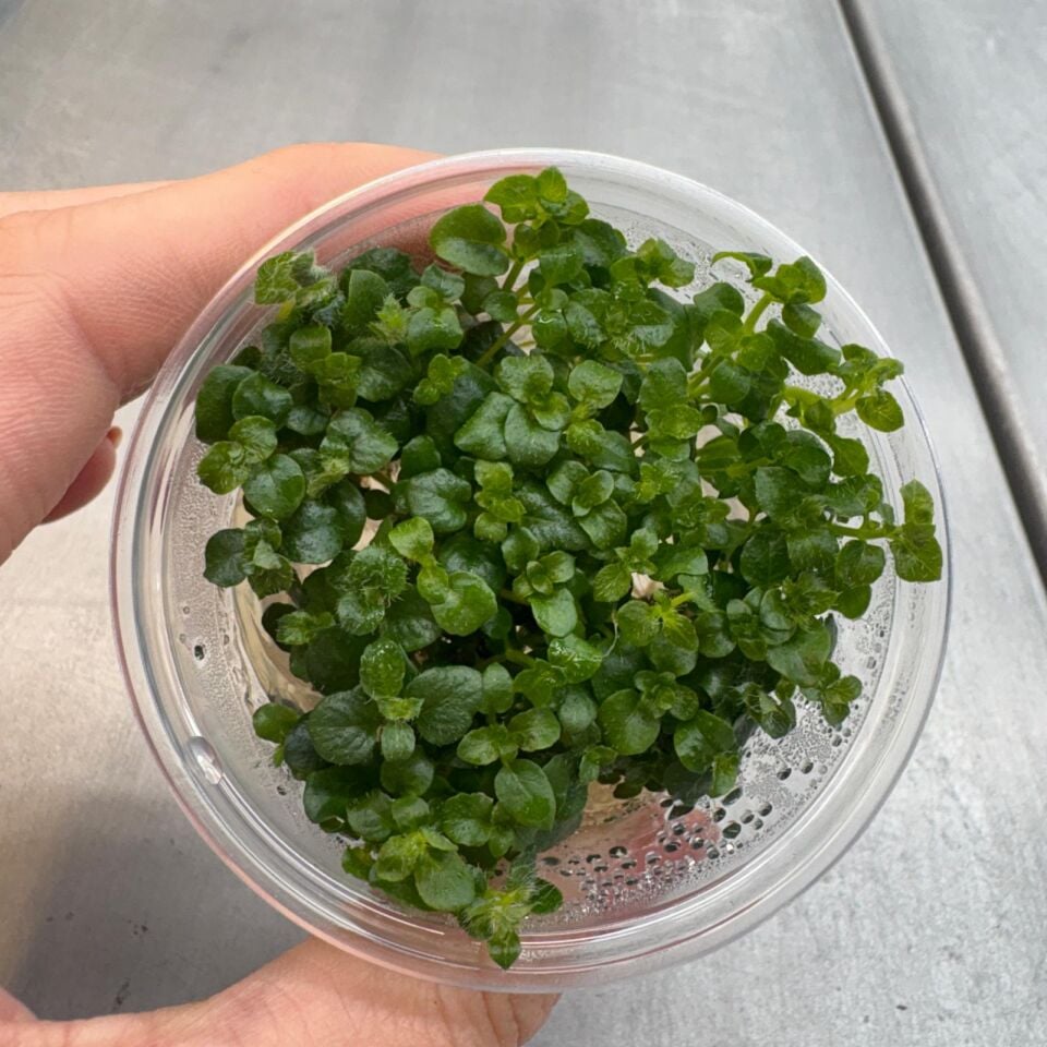 Hygrophila serpyllum IN VITRO