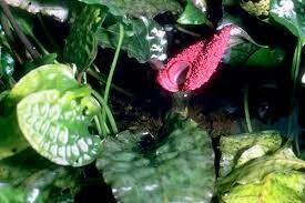 Cryptocoryne griffithii ADET - ÖN SİPARİŞ