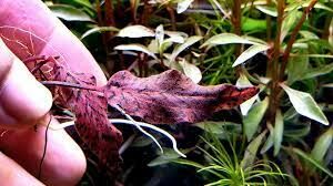 Cryptocoryne griffithii ADET - ÖN SİPARİŞ