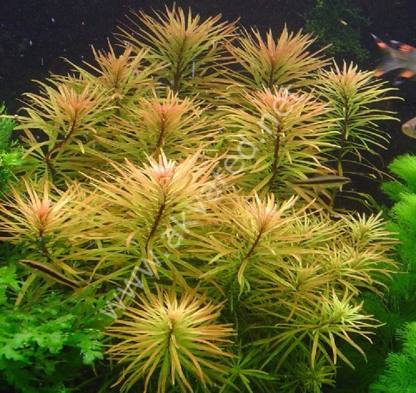 Ludwigia inclinata ADET