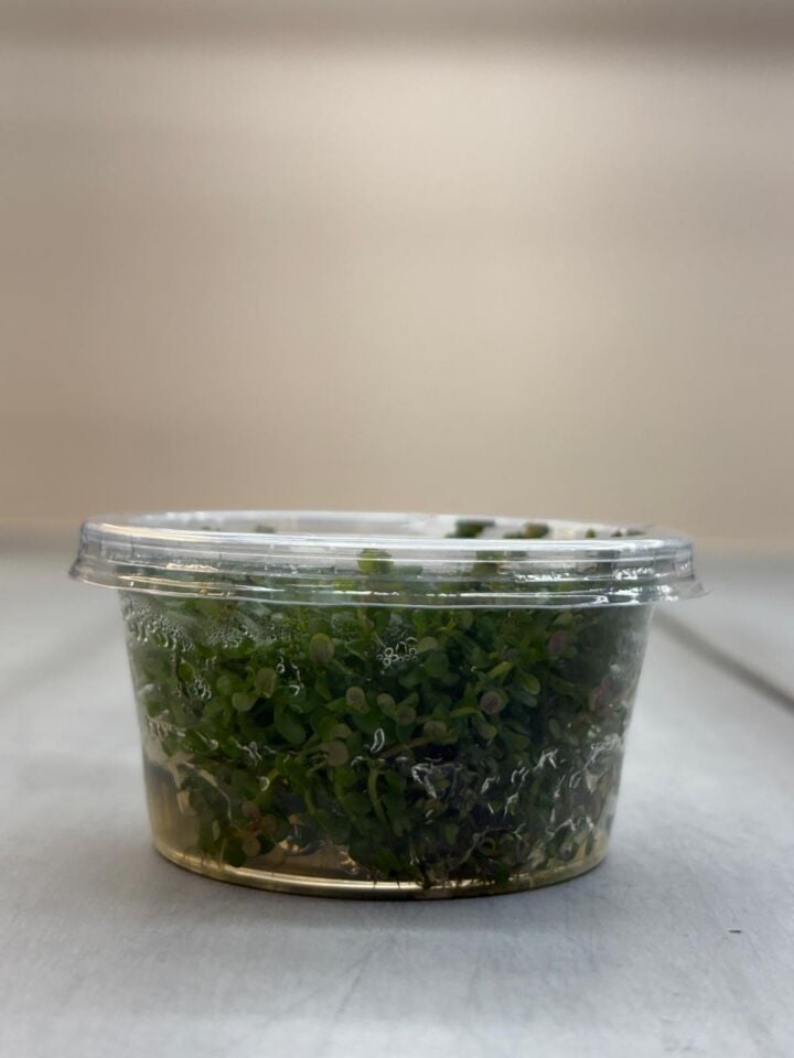 Rotala yao yai IN VITRO