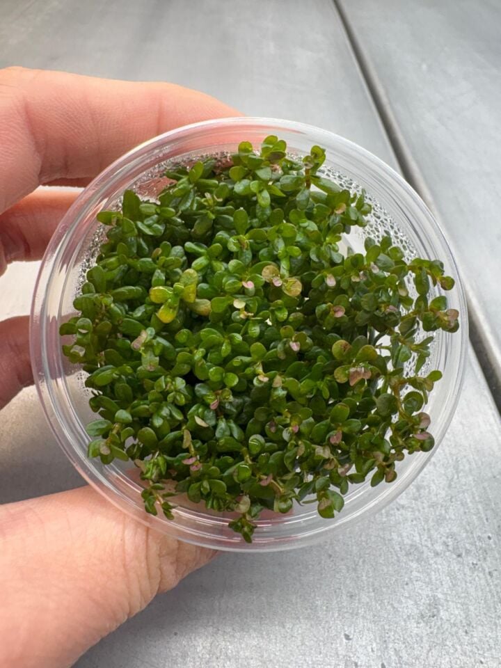 Rotala yao yai IN VITRO