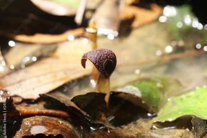 Cryptocoryne sahalii ADET - ÖN SİPARİŞ