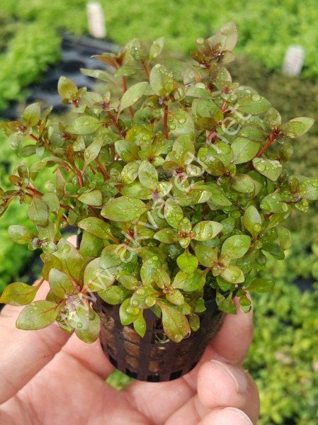Ludwigia mini super red SAKSI