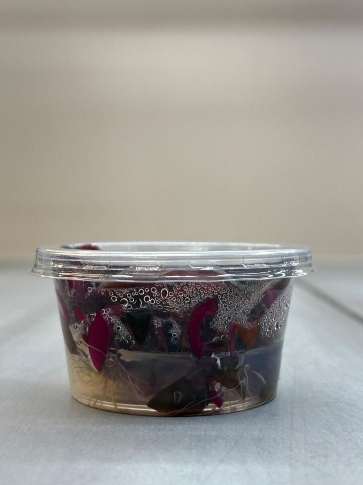 Alternanthera reineckii pink IN VITRO