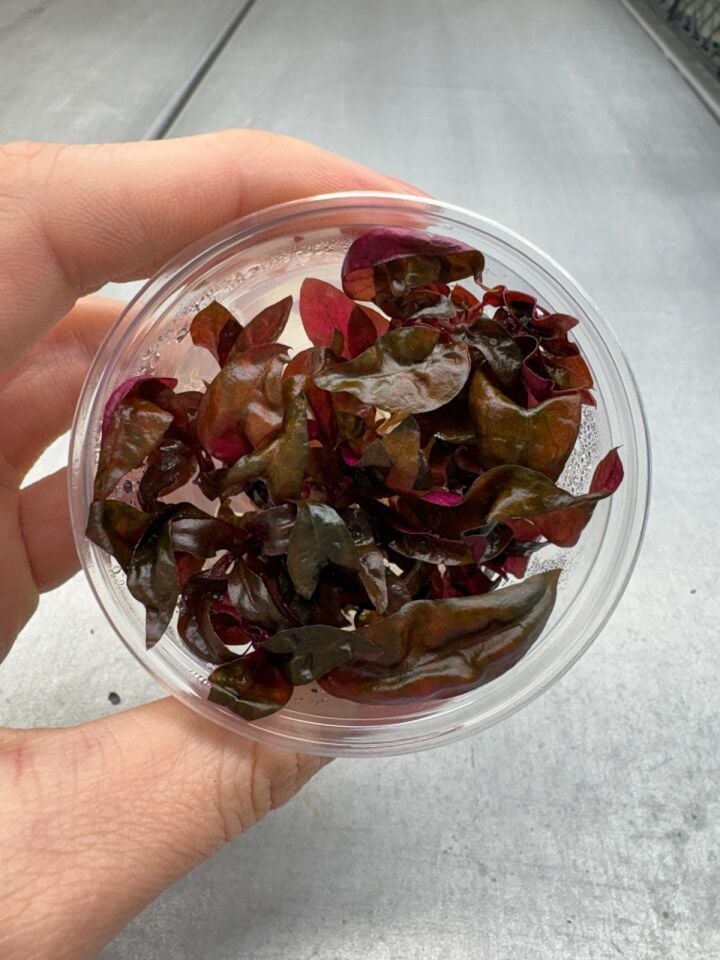 Alternanthera reineckii pink IN VITRO