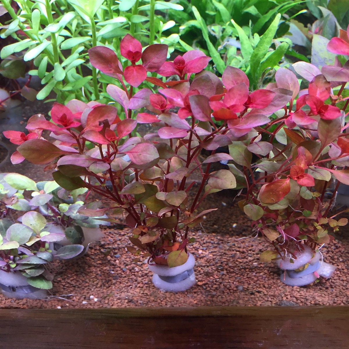 Ludwigia mini super red BUKET