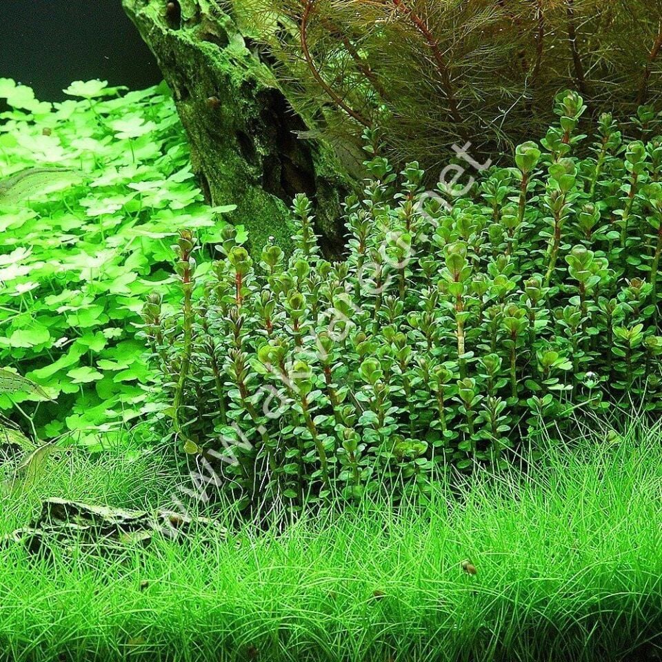 Rotala sp. green IN VITRO