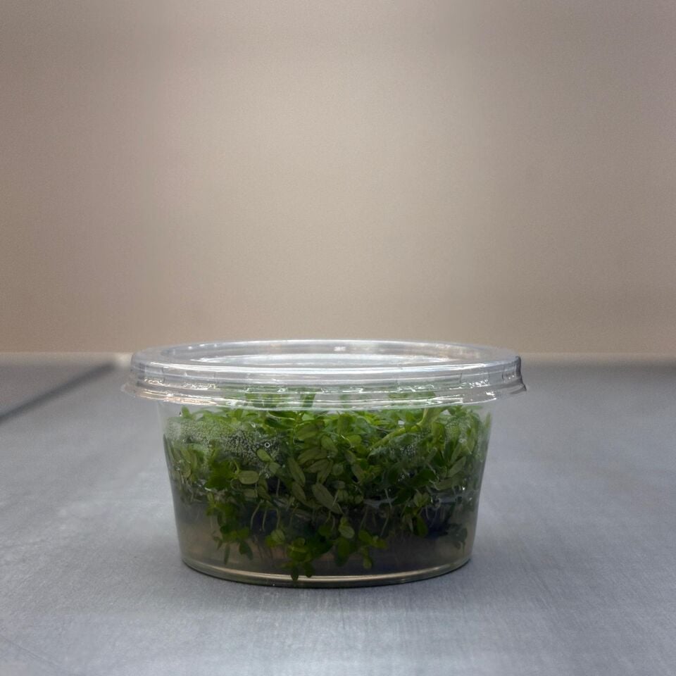 Rotala sp. green IN VITRO