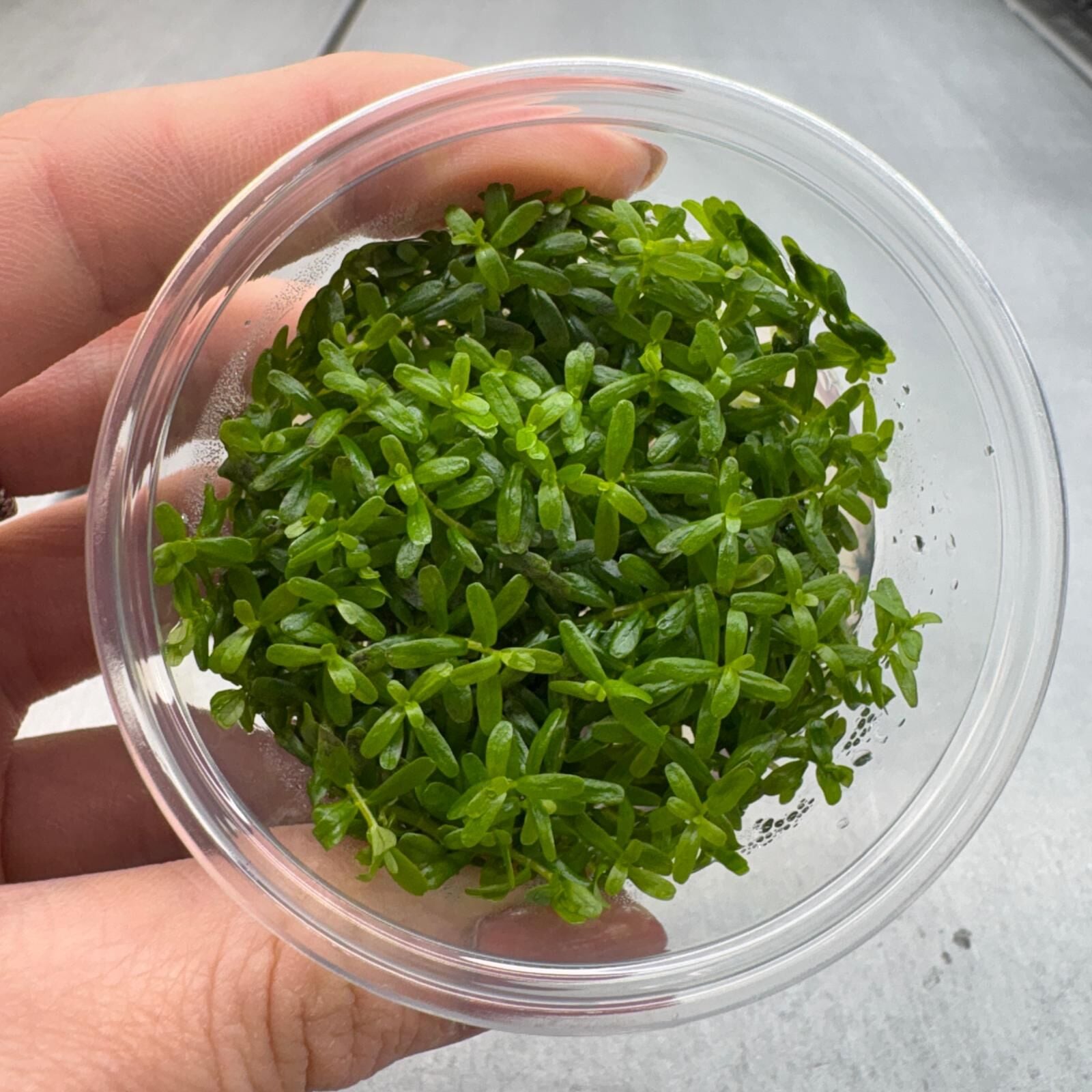 Rotala sp. green IN VITRO