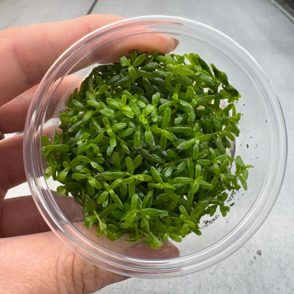 Rotala sp. green IN VITRO