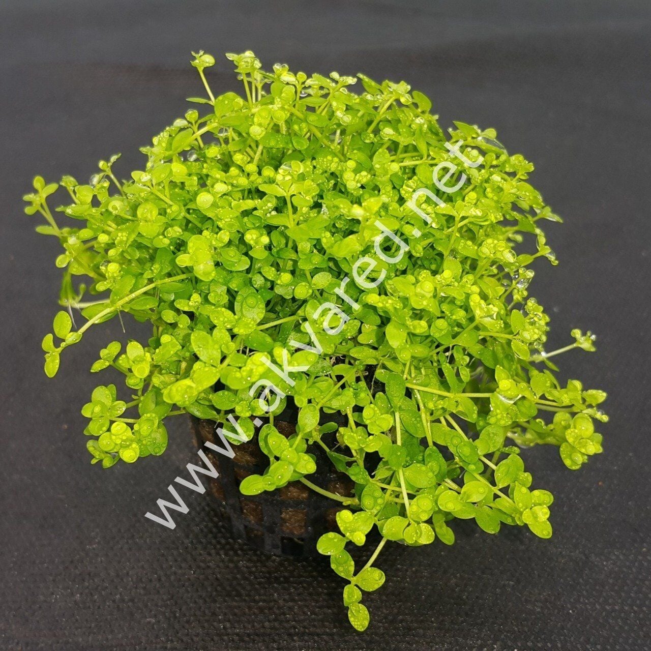 Micranthemum umbrosum EX VITRO PLUS