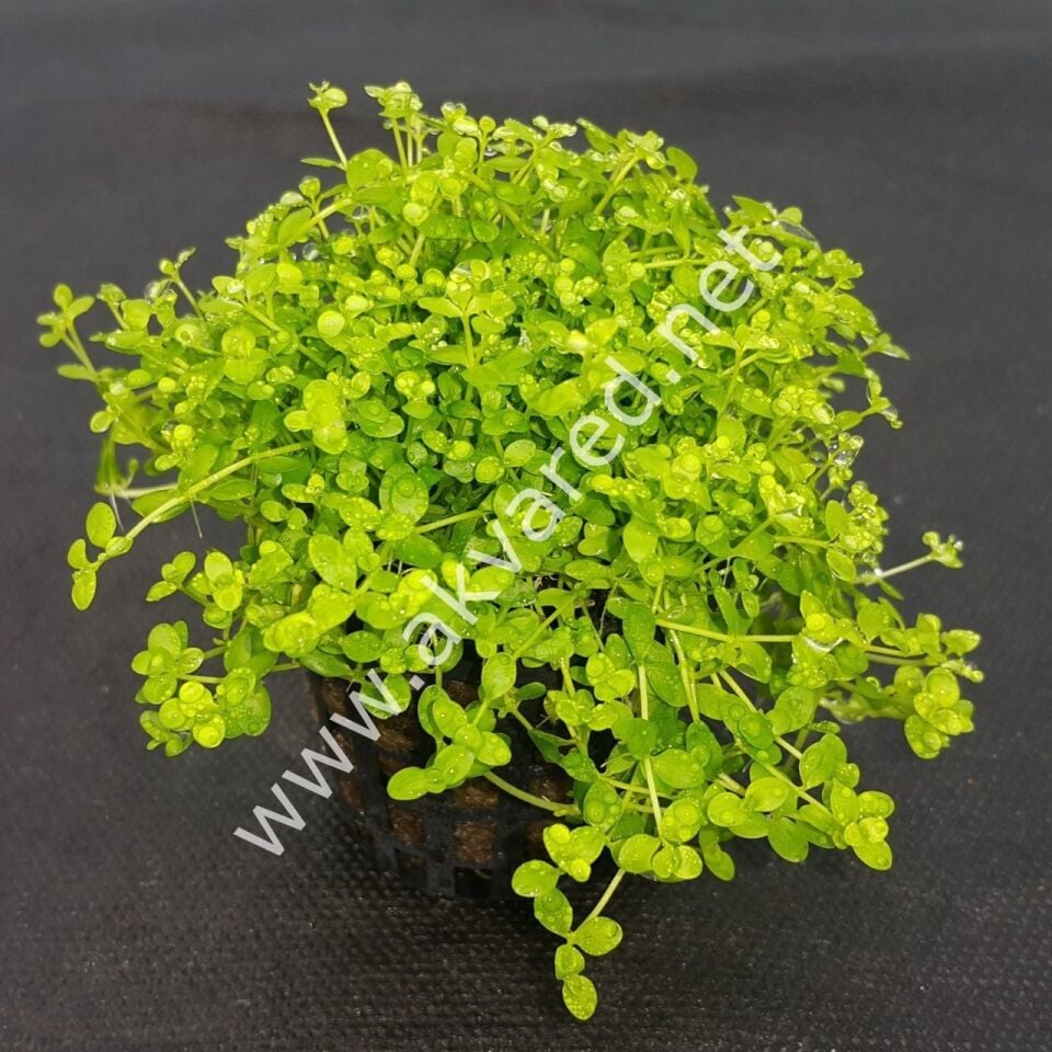 Micranthemum umbrosum EX VITRO PLUS