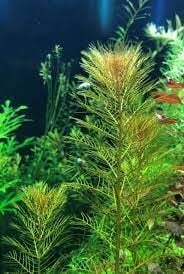 Myriophyllum tuberculatum EX VITRO PLUS