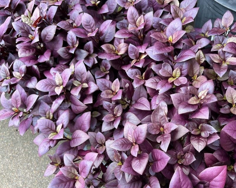 Alternanthera dentata ruby İTHAL BUKET ÖN SİPARİŞ
