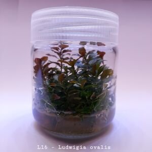 Ludwigia ovalis IN VITRO JAR (KAVANOZ)