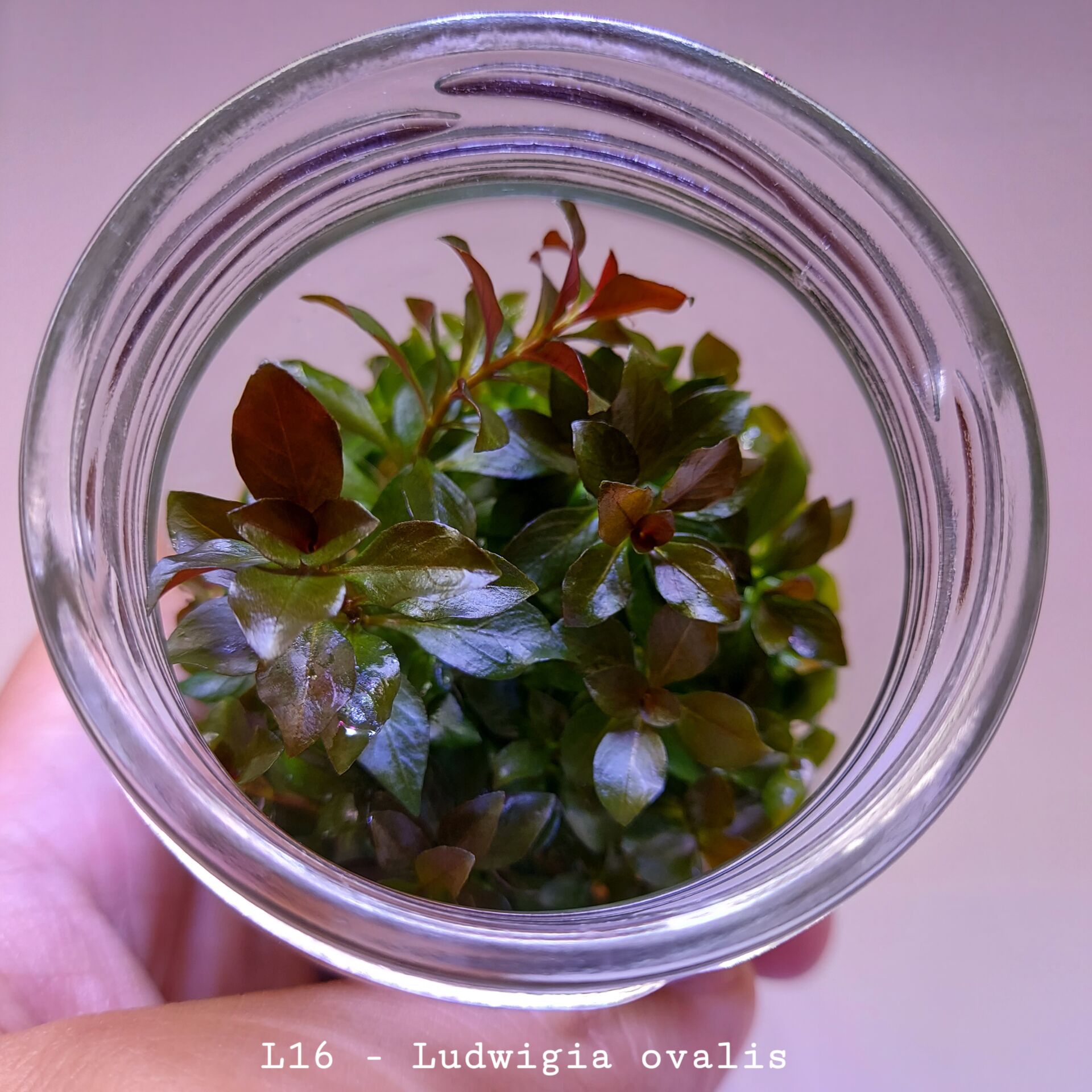 Ludwigia ovalis IN VITRO JAR (KAVANOZ)