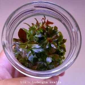 Ludwigia ovalis IN VITRO JAR (KAVANOZ)