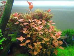 Ludwigia ovalis IN VITRO JAR (KAVANOZ)