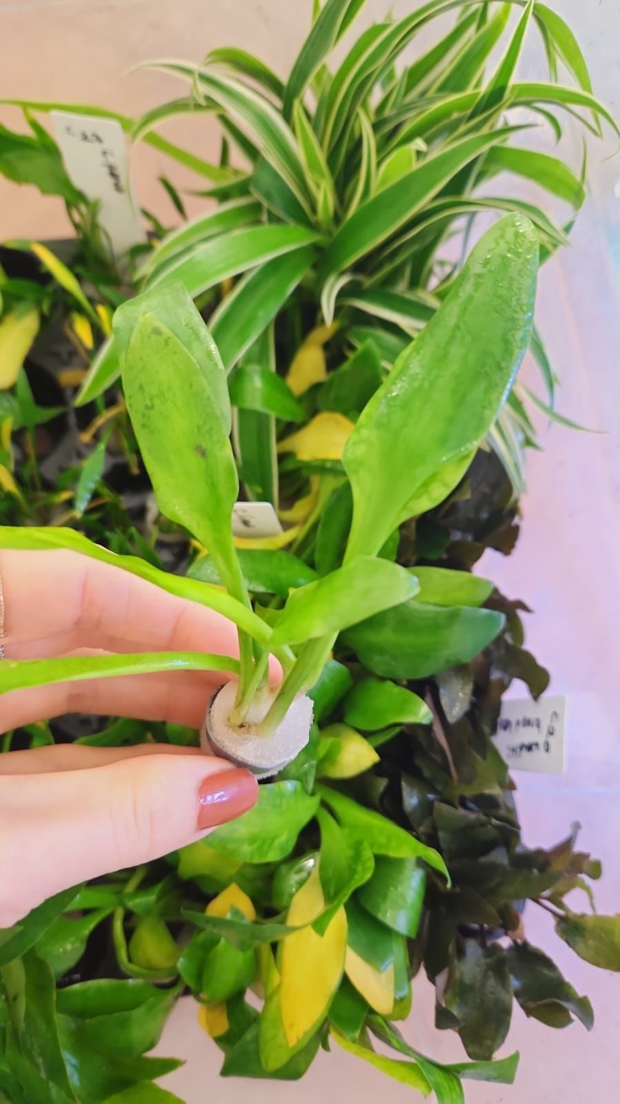 Cryptocoryne lingua BUKET