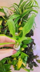 Cryptocoryne lingua BUKET